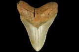 Fossil Megalodon Tooth - North Carolina #109780-1